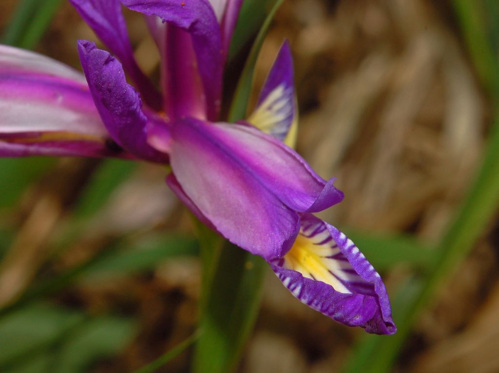 Iris graminea